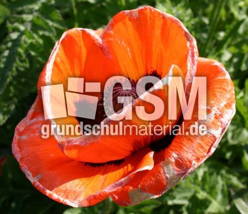 Mohn-orientalisch-3.jpg